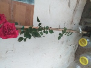 Trendyol 5 Yaşında Yerine 1 Yaşında Gül Fidanı Gönderimi Yapıldı