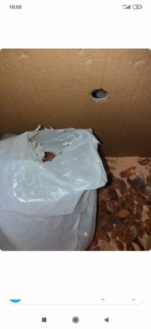 Ptt Almanya'ya Gönderdiğim Paketimin Hali İçler Acısı Paketin İçinde Fare Çıktı Tüm Eşyaları Tırtıklamış