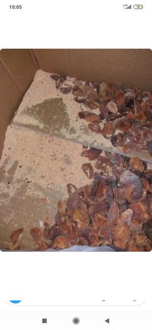 Ptt Almanya'ya Gönderdiğim Paketimin Hali İçler Acısı Paketin İçinde Fare Çıktı Tüm Eşyaları Tırtıklamış