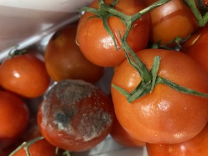 Bosch Arızalı Buzdolabı Ve Yetersiz Servis