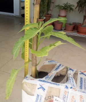 Fidan Diyarı Ayıplı Mal Satan Firma