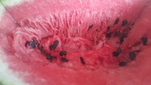 A101 Market Bozuk Bayat Ürün, Müşteri Hizmetleri İletişim Sıkıntı