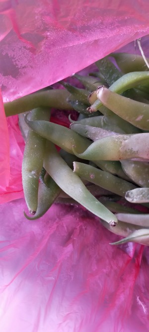 Profilo Buzdolabım Buz Tutuyor Parça Değişmesine Rağmen Hala Aynı