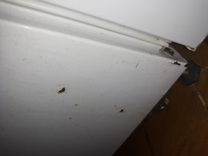 Vestel Buzdolabım Paslandı