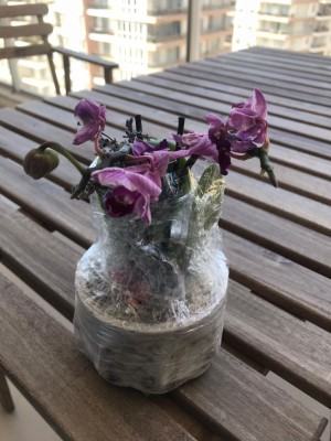 Çiçek Sepeti Doğum Günü Çiçeği Solmuş Olarak Gönderdi