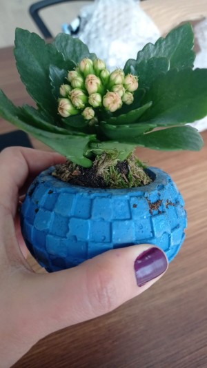 Çiçek Sepeti Rezalet Bir Yeşil Yaprak Gönderdi