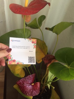 Çiçek Sepeti Çürümüş Ve Sararmış Bir Doğum Günü Çiçeği