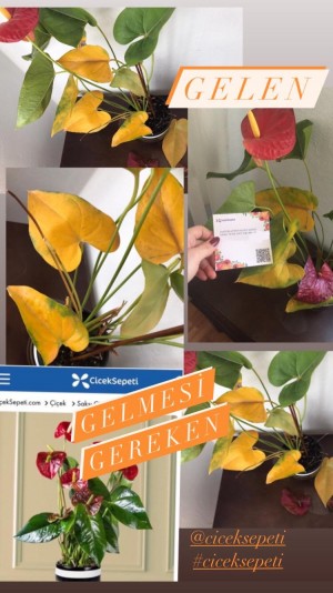 Çiçek Sepeti Çürümüş Ve Sararmış Bir Doğum Günü Çiçeği