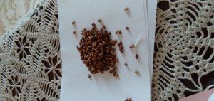 Hepsiburada Sonsuz Yeşillik Fare Çimi Tohumu