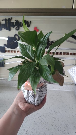 Çiçek Sepeti Görselle Aynı Olmaması