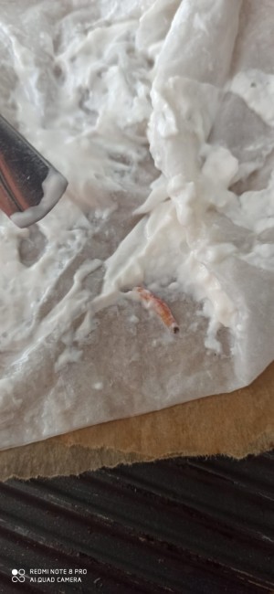 Ülker Kefirden Kurt Cıktı