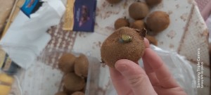 Migros Kivinin Rezilliği