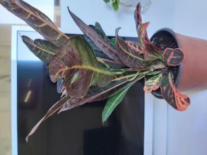 Çiçek Sepeti Kötü Ve Geç Ürün Teslimatı