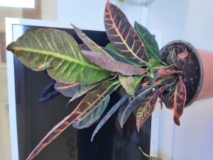 Çiçek Sepeti Kötü Ve Geç Ürün Teslimatı