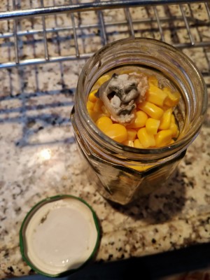 A101 Market Küf Ve Kötü Tat, Koku