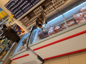 Şok Market Mağaza İçerisinde Hayvan Olması