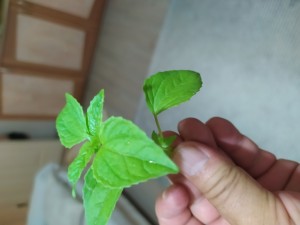 İstanbul Tohumculuk Maydanoz Tohumu