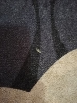 Vivense Mutfak Yolluğu Kötü Çıktı Ve Parçalandı