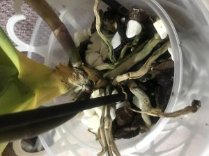 Ciceksepeti.net Orkide Kökleri Kuru Çıktı