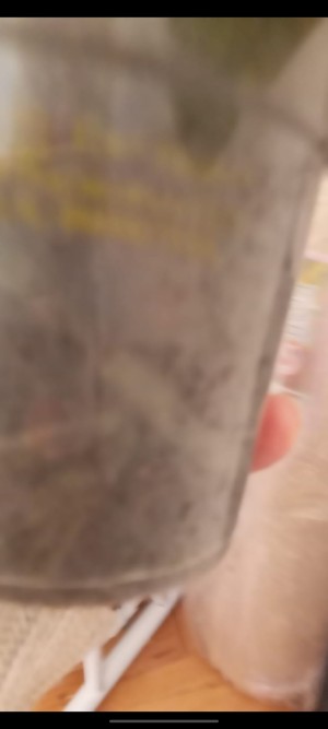 Benim Orkidem Orkide