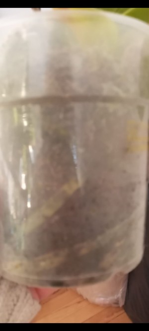 Benim Orkidem Orkide