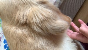 Wuufbox Day Care & Spa Pet Kuaförlüğü Bilmiyorlar