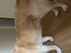 Wuufbox Day Care & Spa Pet Kuaförlüğü Bilmiyorlar