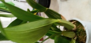 İkizler Peyzaj (facebook) Sipariş Ettiğimiz Çiçekler Kırık Ve Kötü Geldi