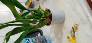 İkizler Peyzaj (facebook) Sipariş Ettiğimiz Çiçekler Kırık Ve Kötü Geldi