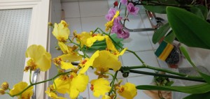 İkizler Peyzaj (facebook) Sipariş Ettiğimiz Çiçekler Kırık Ve Kötü Geldi