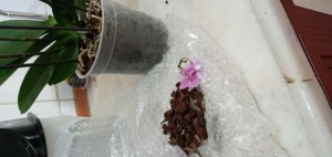 İkizler Peyzaj (facebook) Sipariş Ettiğimiz Çiçekler Kırık Ve Kötü Geldi