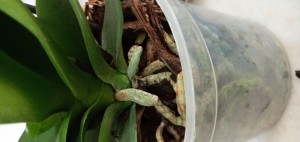 İkizler Peyzaj (facebook) Sipariş Ettiğimiz Çiçekler Kırık Ve Kötü Geldi