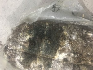 Hayger Su Bastı Kompostlara Küf Oluştu