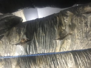 Hayger Su Bastı Kompostlara Küf Oluştu