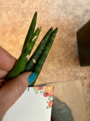 Çiçek Sepeti Canlı Çiçek Siparişi